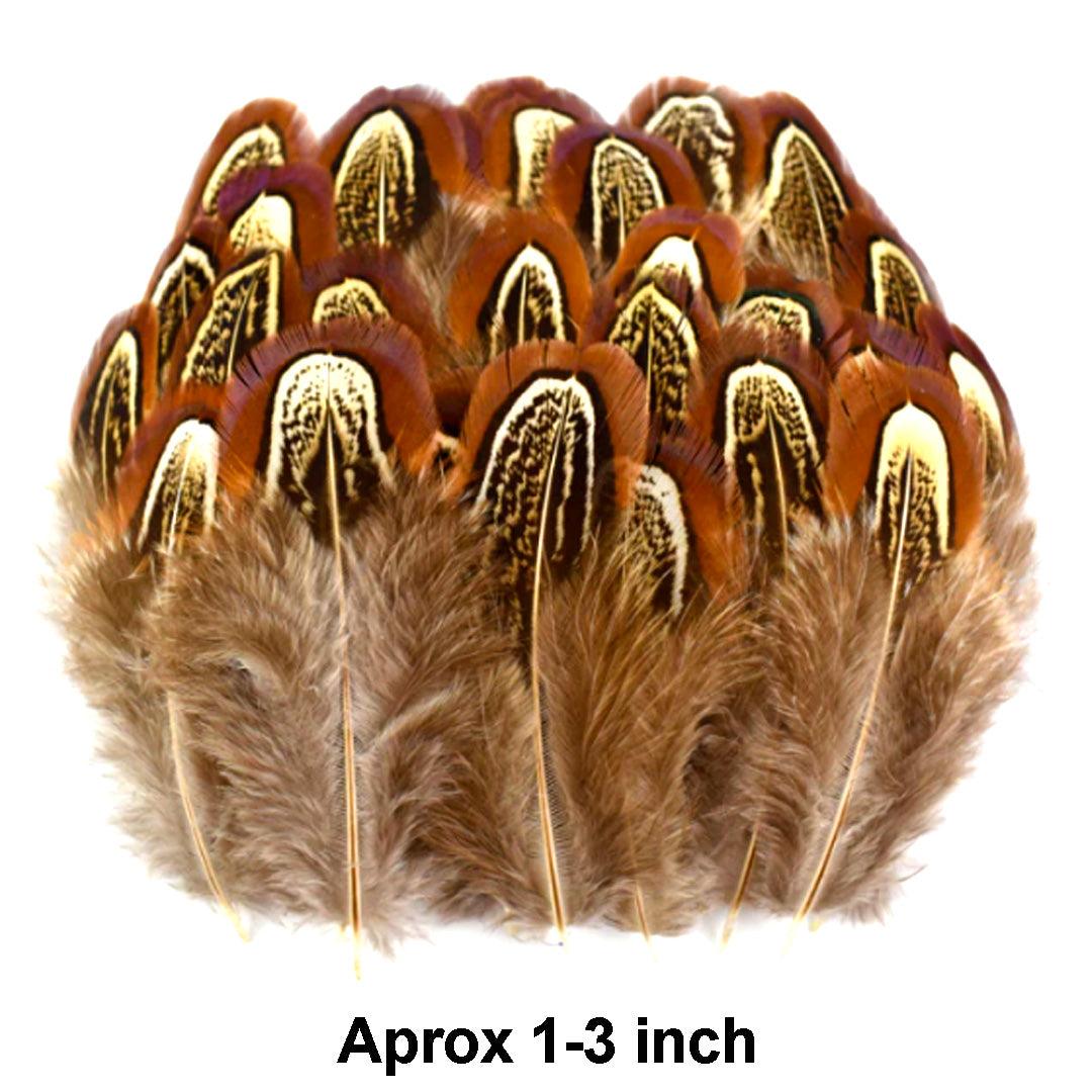 Feather, various, apxr 10