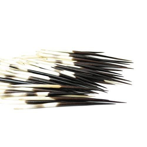 Porcupine Quills, approx 50