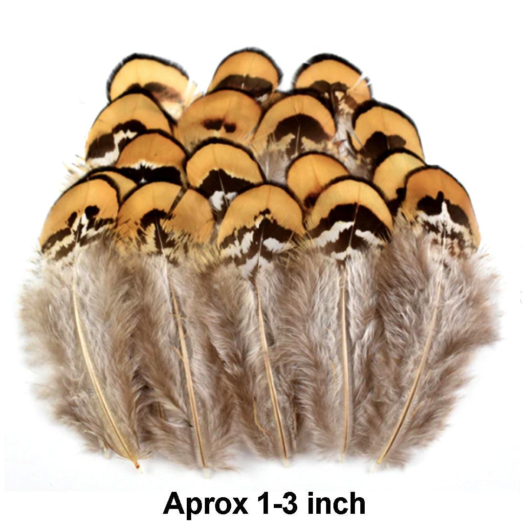Feather, various, apxr 10