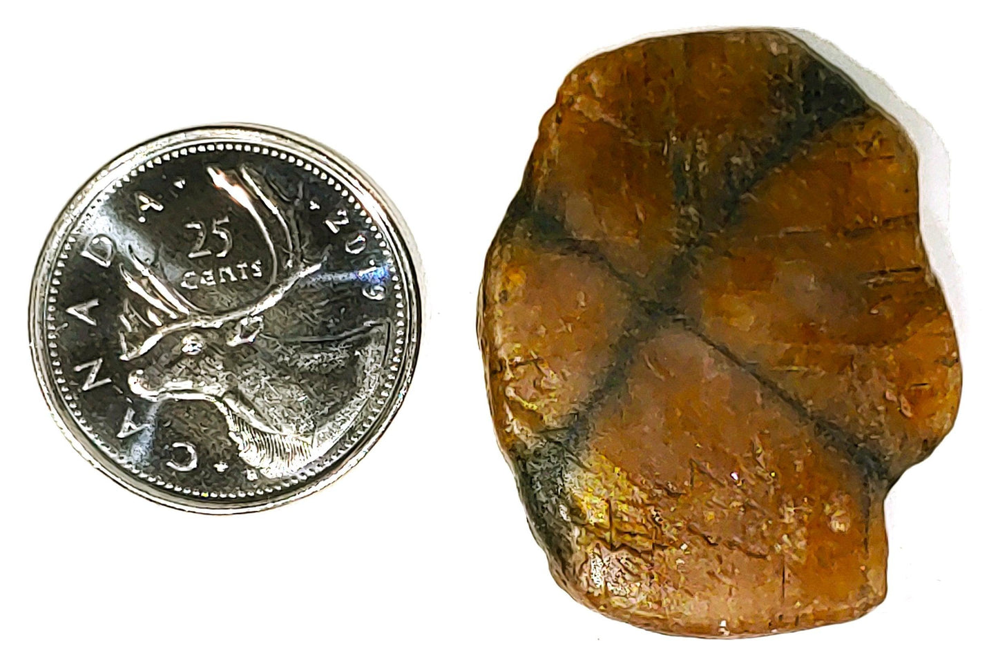 Chiastolite - Cabochon - PoCo Inspired